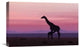 "Good Morning Masai Mara 7" Stretched Canvas Giclee by Libor Plocek, 22"x14"