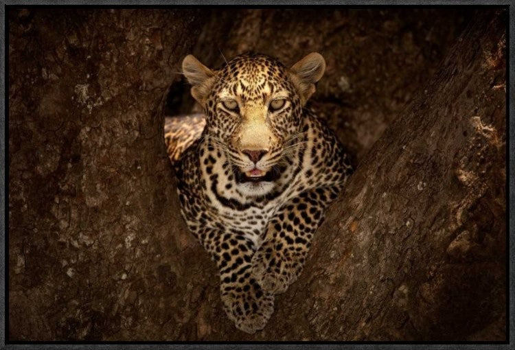 "Leopard Resting On A Tree At Masai Mara"  by Ozkan Ozmen Photography, 23x16"