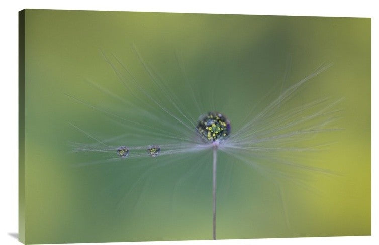 "Magic Bunch" Stretched Canvas Giclee by Bertrand Kulik, 30"x20"