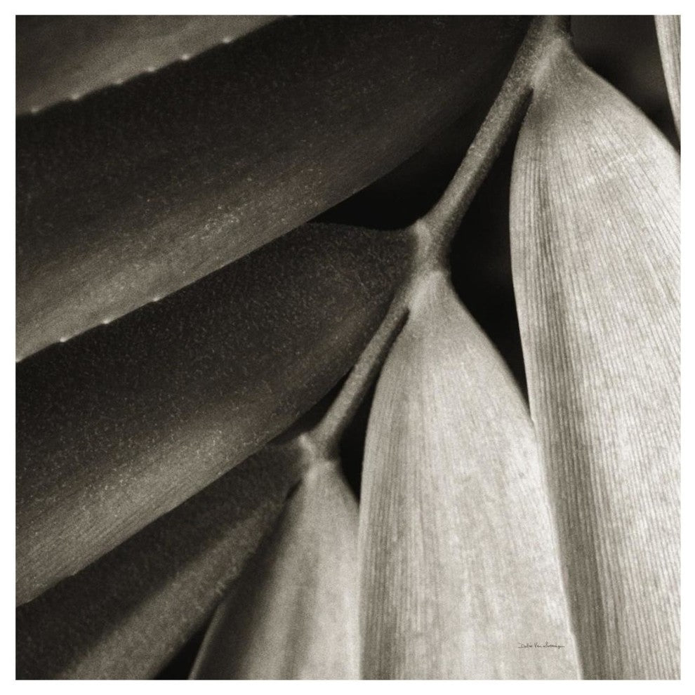 "Tropical Plant II" Digital Paper Print by Debra Van Swearingen, 20"x20"