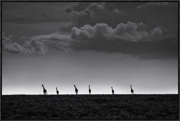 6 Giraffes, 36"x24"
