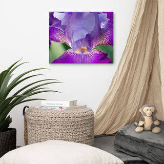 Glowing Iris Floral Nature Photography Canvas Wall Art Print, 16" X 20"