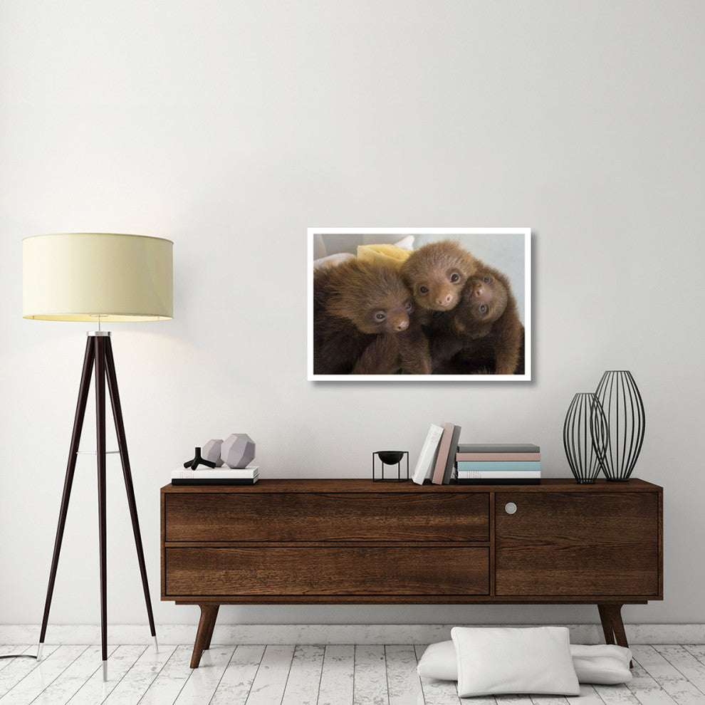 "Hoffmann's 2-toed Sloth babies, Aviarios Sloth Sanctuary" Paper Art, 38"x26"