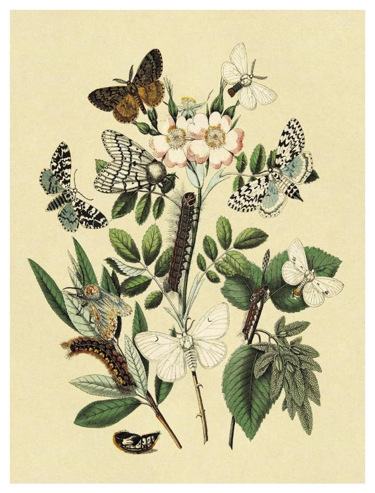 "Moths: L. Salicis, O. Dispar, et al." Paper Print by W. F. Kirby, 38"x50"