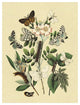"Moths: L. Salicis, O. Dispar, et al." Paper Print by W. F. Kirby, 38"x50"