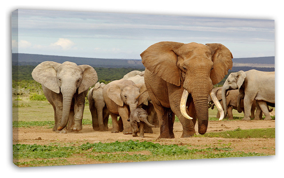 Large Elephant Herd in Africa, African Canvas Art Print, 32"x16"