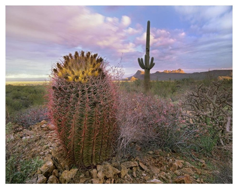 "Saguaro and Giant Barrel Cactus, Saguaro National Park" Paper Art, 50"x38"