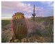 "Saguaro and Giant Barrel Cactus, Saguaro National Park" Paper Art, 50"x38"