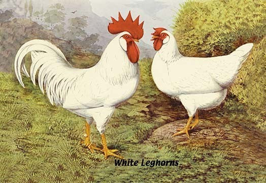 White Leghorns- Framed Paper Poster 20" x 30"