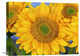 "Common Sunflower Group Showing Symmetrical Seed Heads, North America" Artwork
