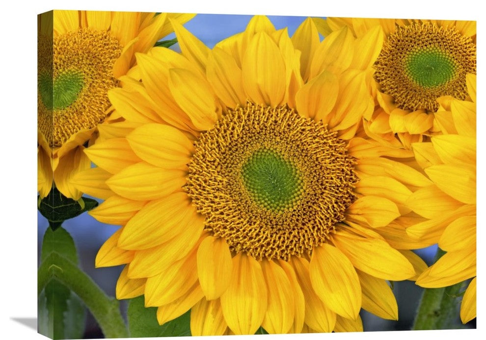 "Common Sunflower Group Showing Symmetrical Seed Heads, North America" Artwork