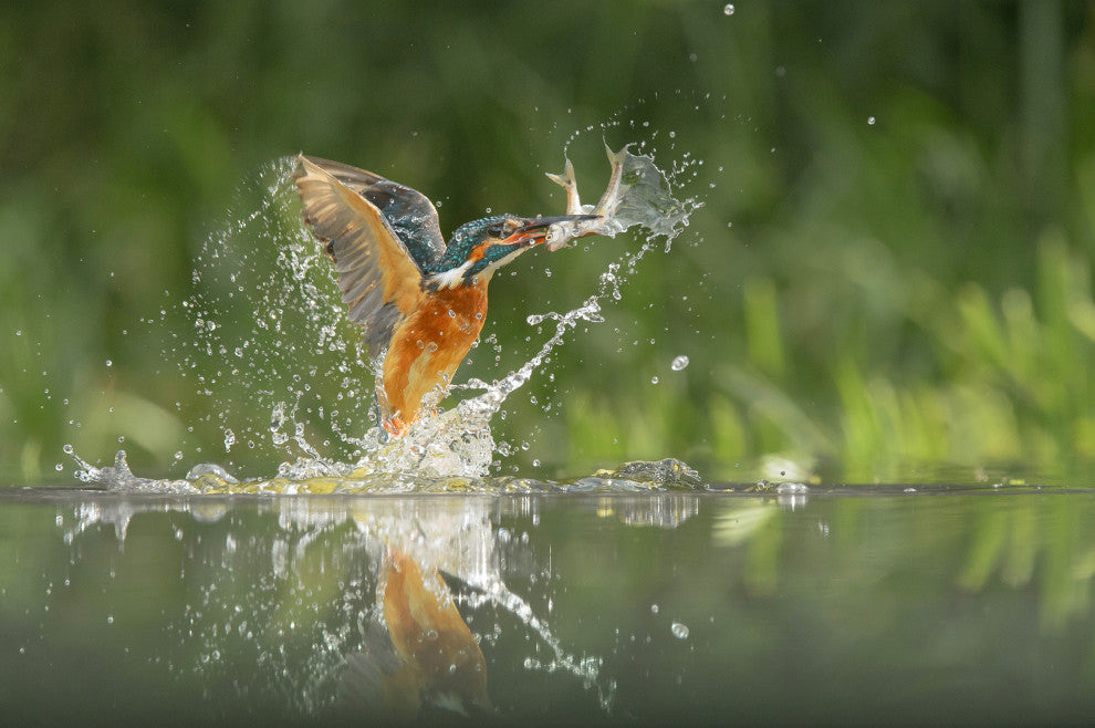 Flying Common Kingfisher Bird - Fish Animal Wildlife Photo Canvas Wall Art Print, 24" X 36"