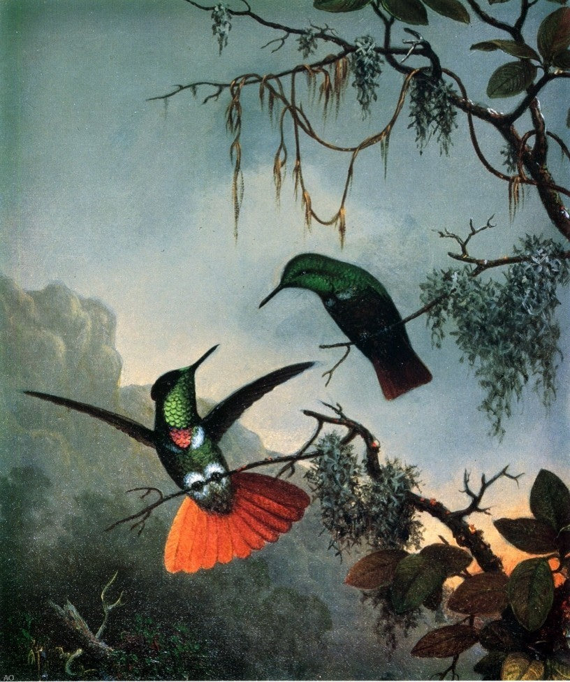 Martin Johnson Heade Two Hummingbirds, 20"x25" Wall Decal