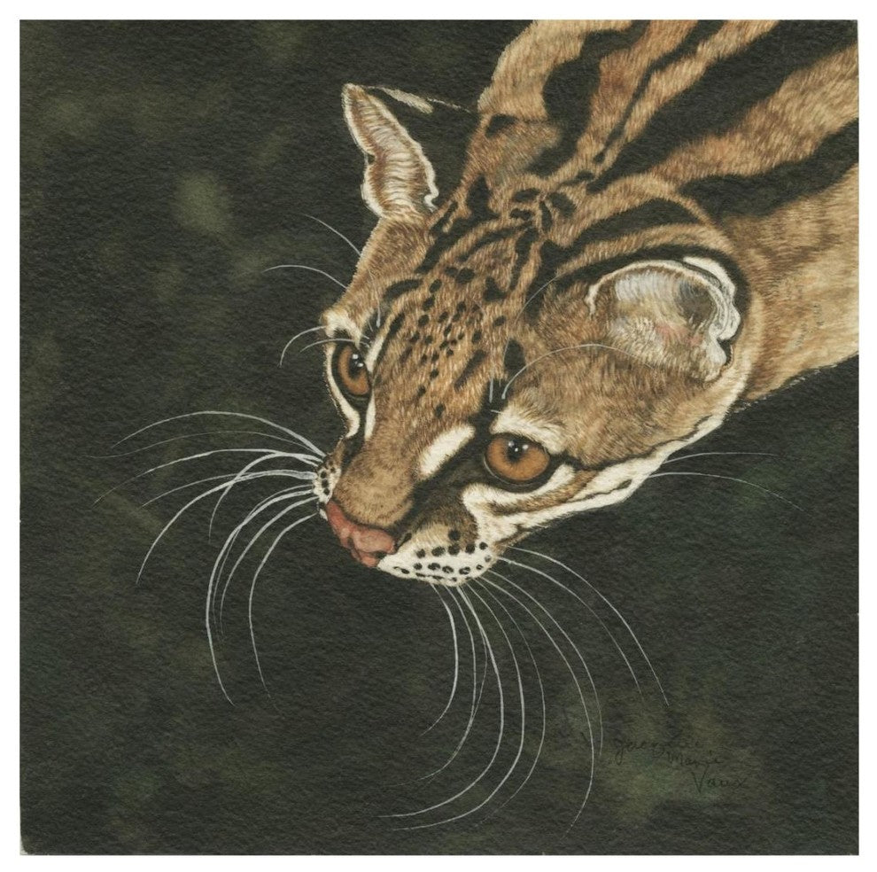 "The Margay" Digital Paper Print by Jacquie Vaux, 20"x20"