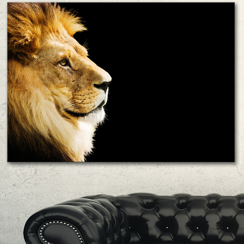 Large Lion Portrait on Black, African Canvas Art Print, 40"x30"