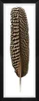 Mottled Peacock Feather 1, Giclee Reproduction Artwork