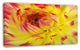 Smooth Yellow Red Flower Petals, Floral Canvas Art Print, 32"x16"