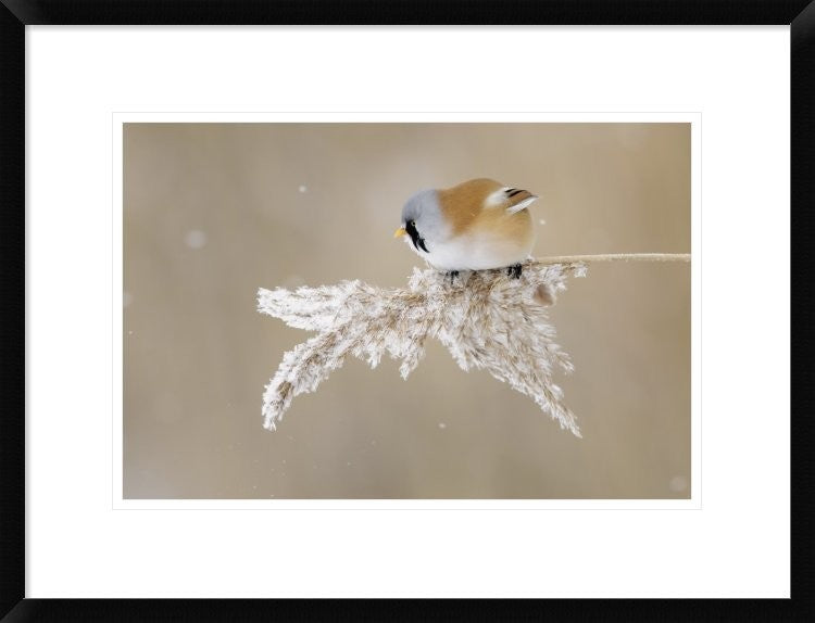 "Bearded Tit" Framed Digital Print by Jonas Kazlauskas, 26"x20"