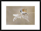 "Bearded Tit" Framed Digital Print by Jonas Kazlauskas, 26"x20"