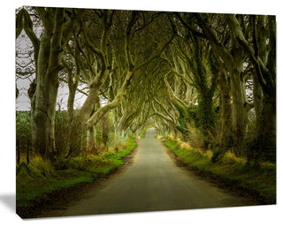 Dark Hedges Road through Old Trees, Landscape Canvas Art Print, 20"x12"