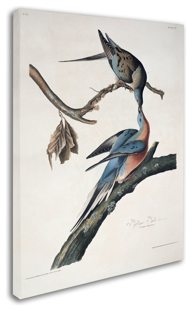 'Passenger Pigeon' Canvas Art by John James Audubon