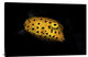 "Yellow Boxfish" Stretched Canvas Giclee by Barathieu Gabriel, 36x24"