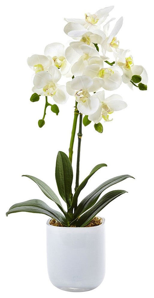 Phalaenopsis In Frosted Glass