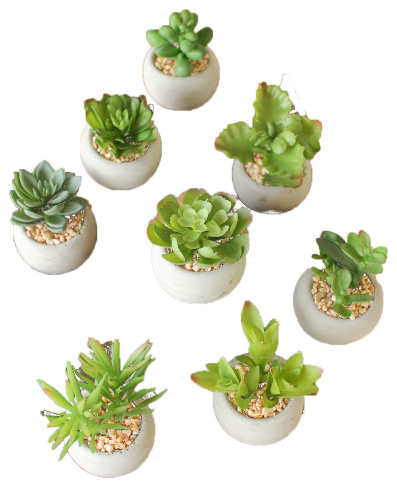 Set of Eight Small Succulents with Round Cement Pot