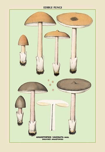 Edible Fungi: Sheathed Amanitopsis- Fine Art Giclee Print 24" x 36"