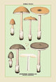 Edible Fungi: Sheathed Amanitopsis- Fine Art Giclee Print 24" x 36"