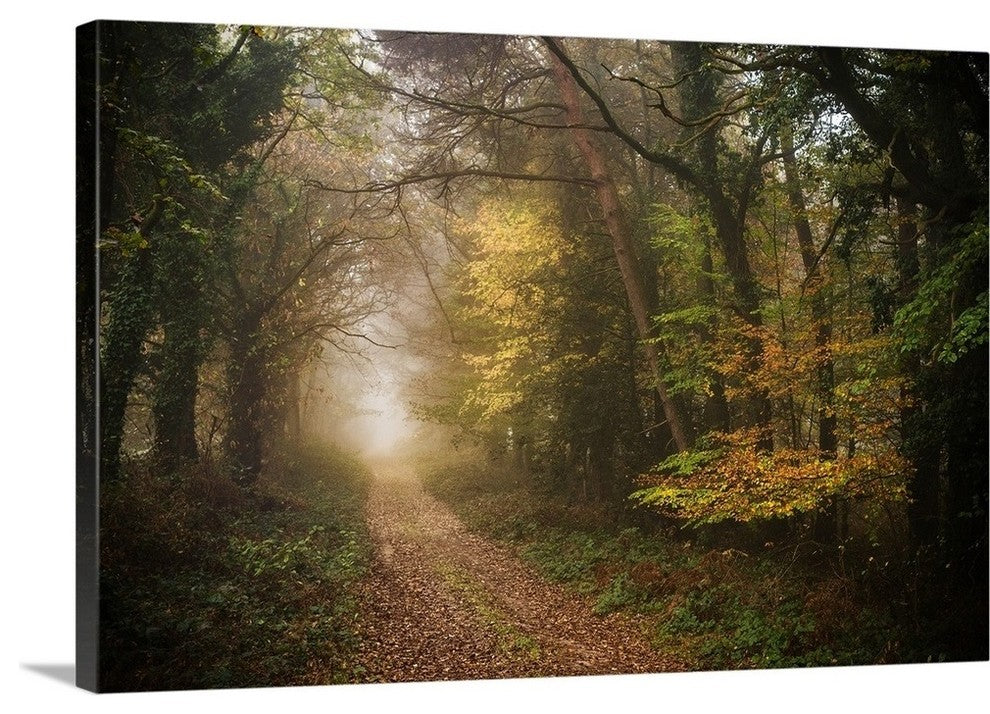 "Path in Autumn Forest" Wrapped Canvas Art Print, 48"x32"x1.5"