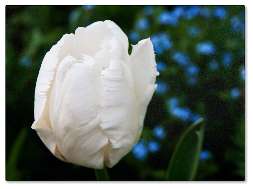 'White Parrot Tulip II' Canvas Art by Kurt Shaffer