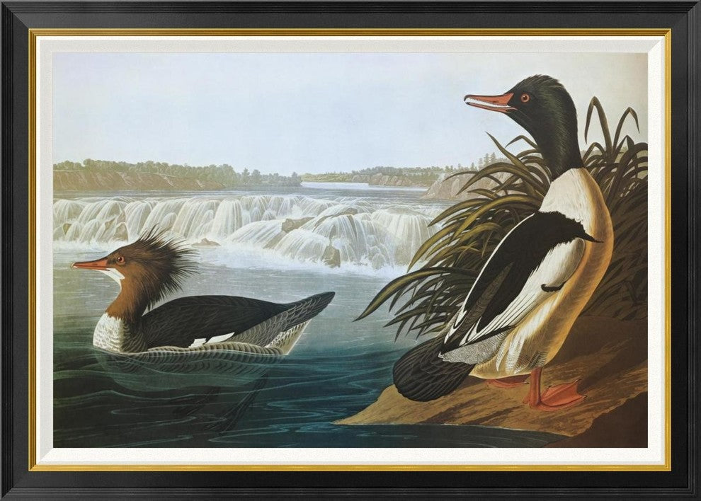 "Goosander" Framed Canvas Giclee by John James Audubon, 42"x30"
