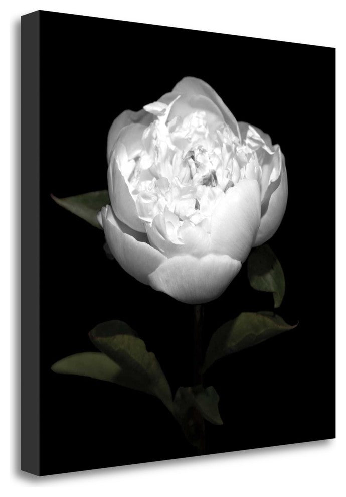 "Peony Perfection II" By Jeff Maihara, Giclee Print on Gallery Wrap Canvas