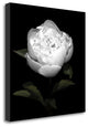 "Peony Perfection II" By Jeff Maihara, Giclee Print on Gallery Wrap Canvas