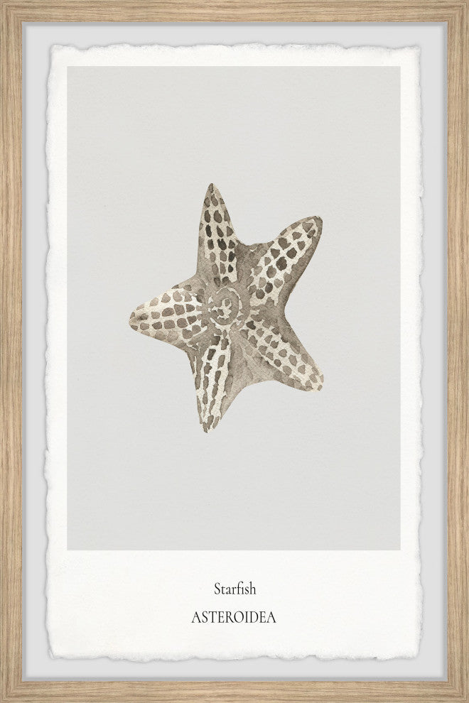 "Asteroidea" Framed Painting Print, 8x12