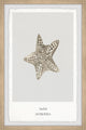 "Asteroidea" Framed Painting Print, 8x12