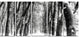 Snowy Forest Black and White, Modern Forest Canvas Art, 60"x28", 5 Panels