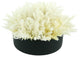Pampas Grass in Round Fiberstone Planter