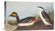 "Eared Grebe" Stretched Canvas Giclee by John James Audubon, 22"x14"