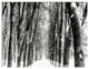 Snowy Forest Black and White, Modern Forest Triptych Canvas Art, 36x28, 3 Panels