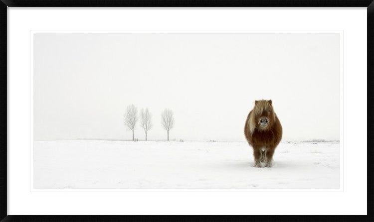"The Cold Pony" Framed Digital Print by Gert Van Den, 44x26"