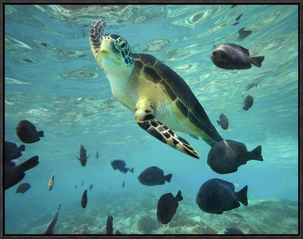 "Green Sea Turtle, Balicasag Island, Philippines"  by Tim Fitzharris, 25x19"