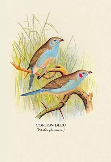 Cordon Bleu - Gallery Wrapped Canvas Art 28" x 42"
