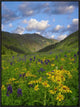 Orange Sneezeweed and Delphinium In American Basin, Colorado, 24"x32"