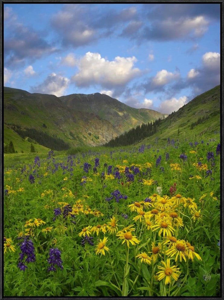 Orange Sneezeweed and Delphinium In American Basin, Colorado, 24"x32"