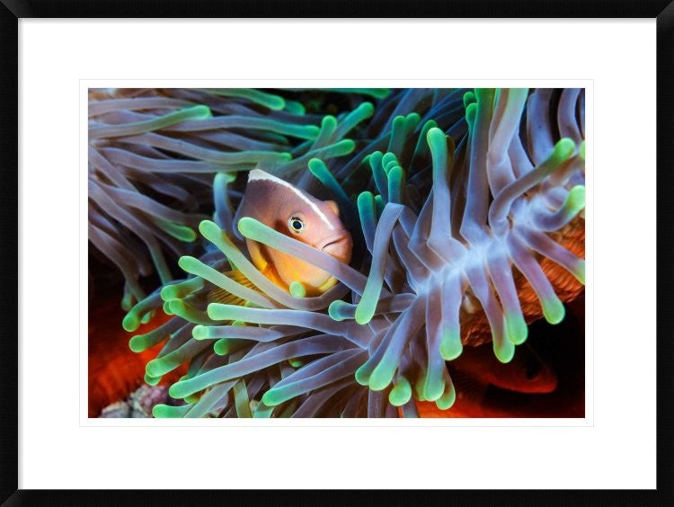 "Clownfish" Framed Digital Print by Barathieu Gabriel, 30x22"
