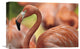 "Greater Flamingo, Jurong Bird Park, Singapore" Artwork, 18" x 12"