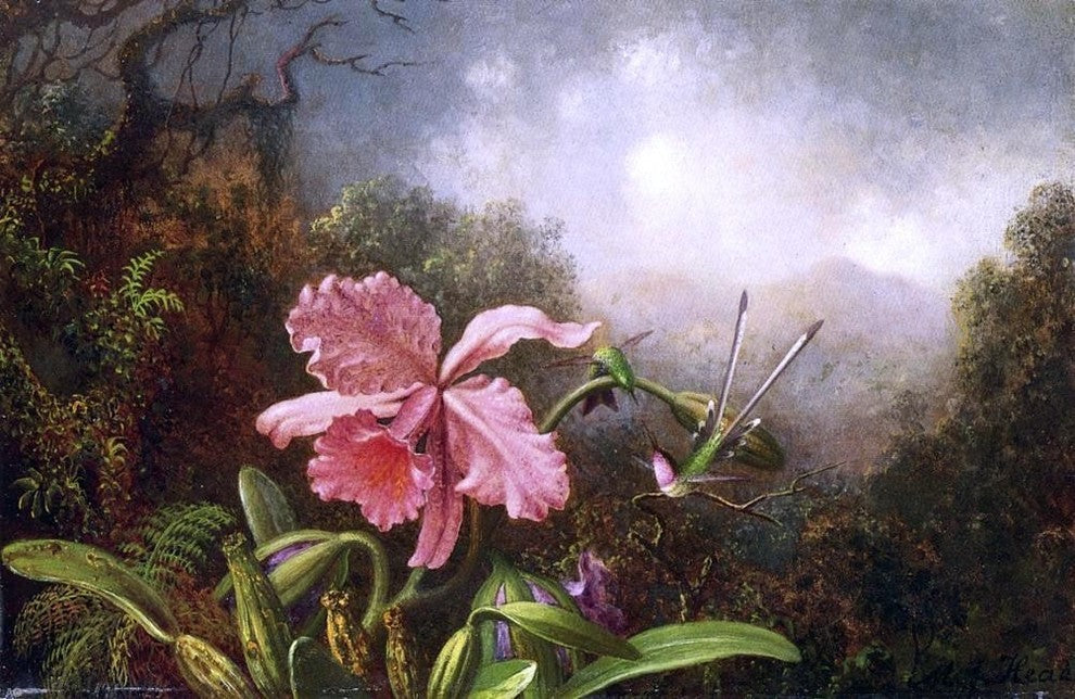 Martin Johnson Heade Two Hummingbirds by an Orchid Wall Decal Print