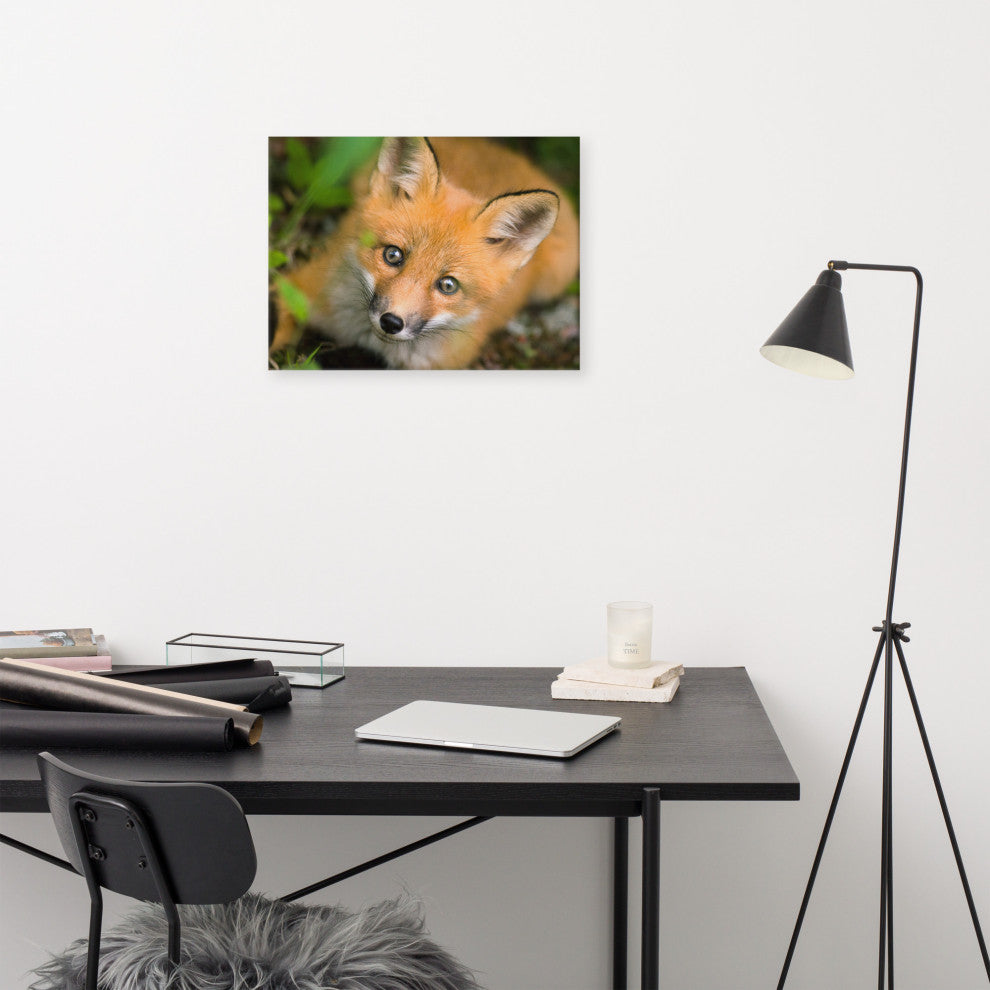 Young Red Fox Face Animal Wildlife Nature Photograph Canvas Wall Art Prints, 18" X 24"